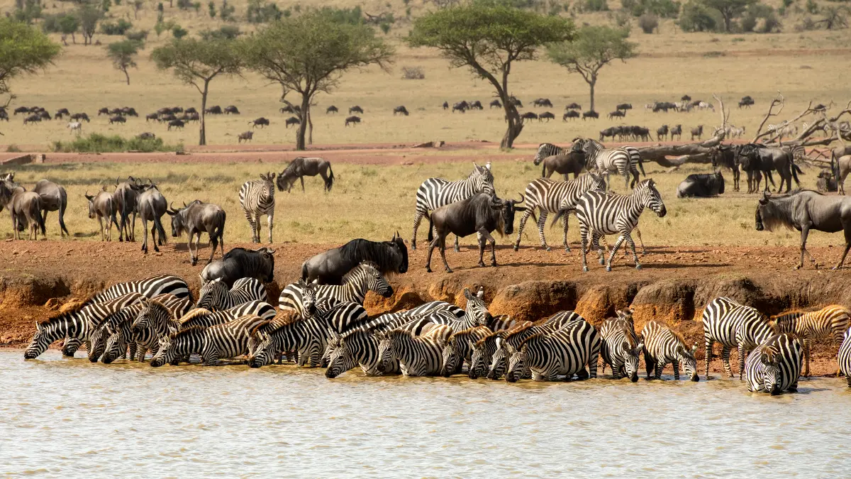 Grumeti Serengeti National Park, Wildlife viewing in Tanzania 