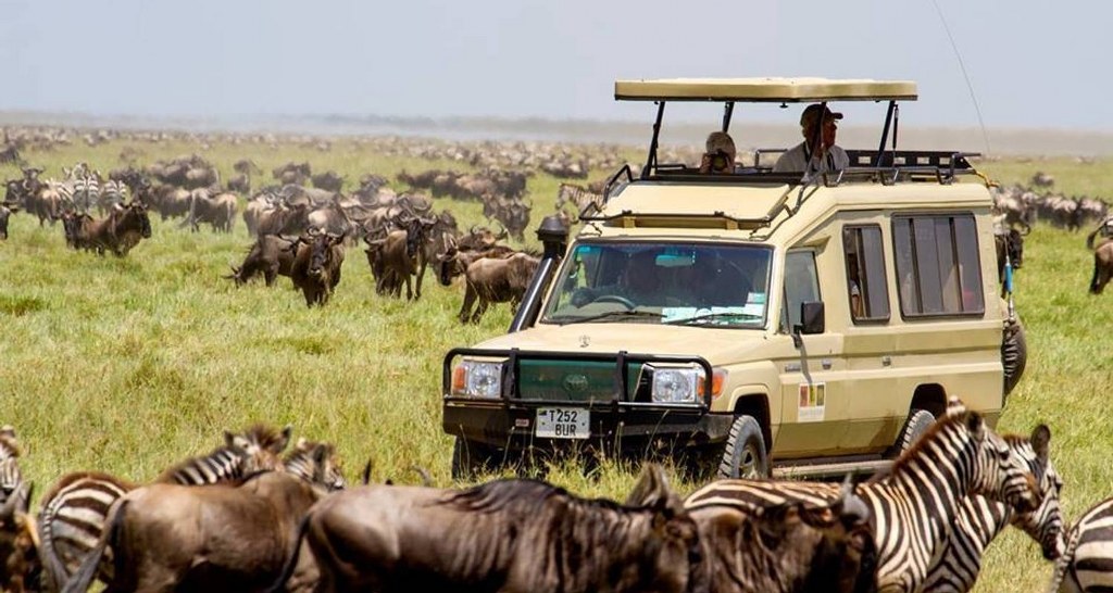 Guided Safari vs. self-drive group safaris in Tanzania