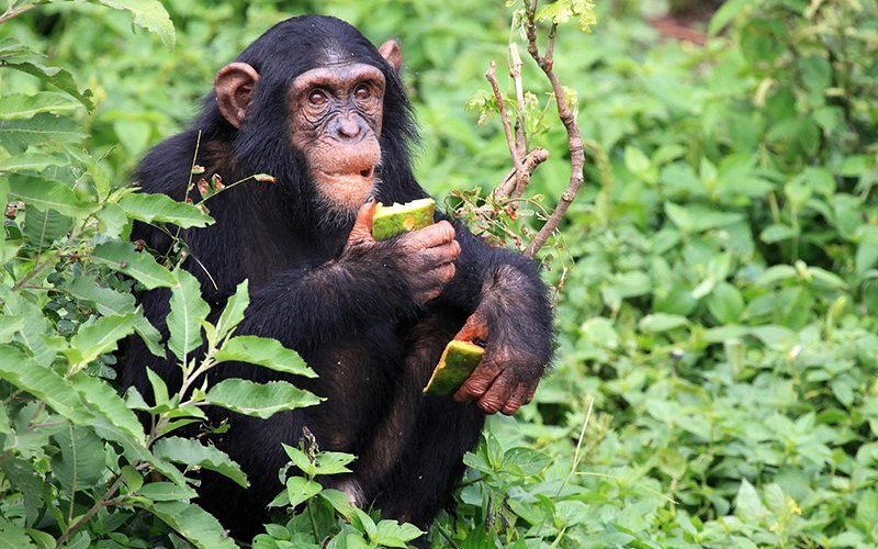 How accessible is Gombe Stream National Park