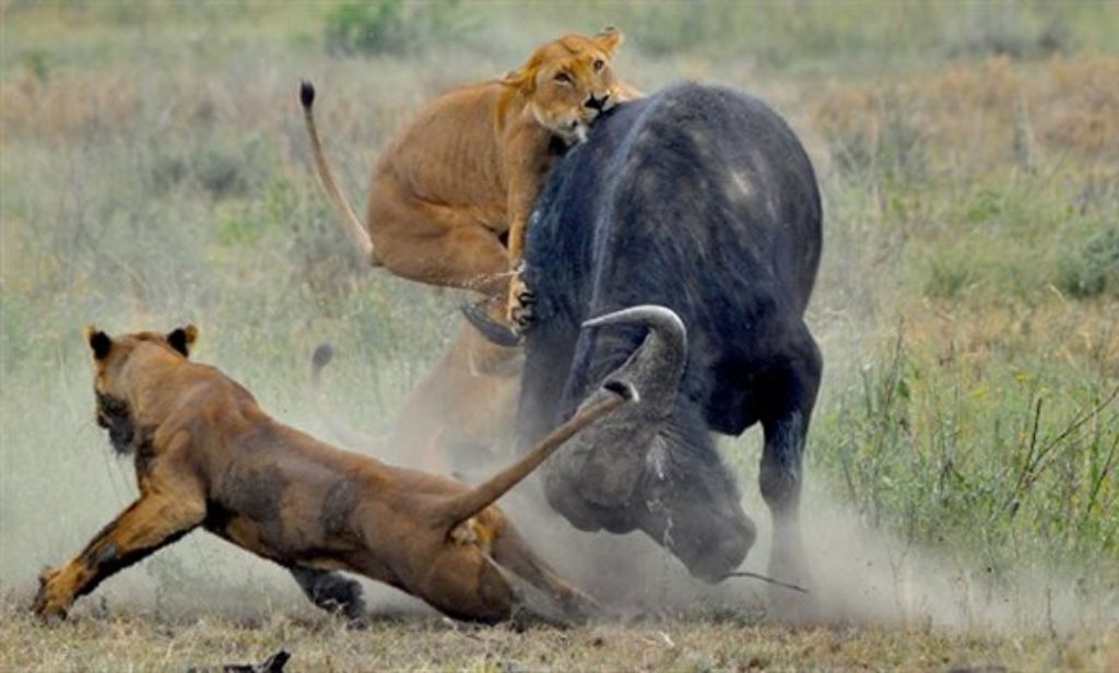 How do I book a Tanzania safari tour?