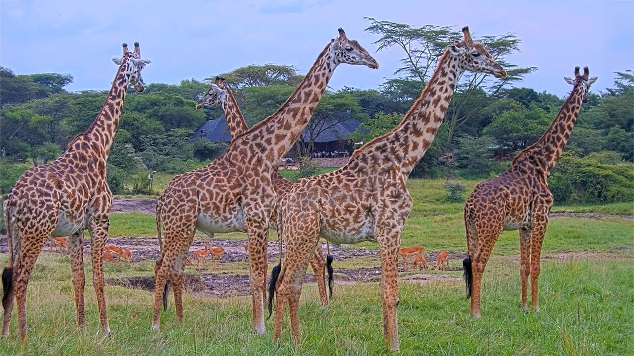 How do I book a group safari in Tanzania?