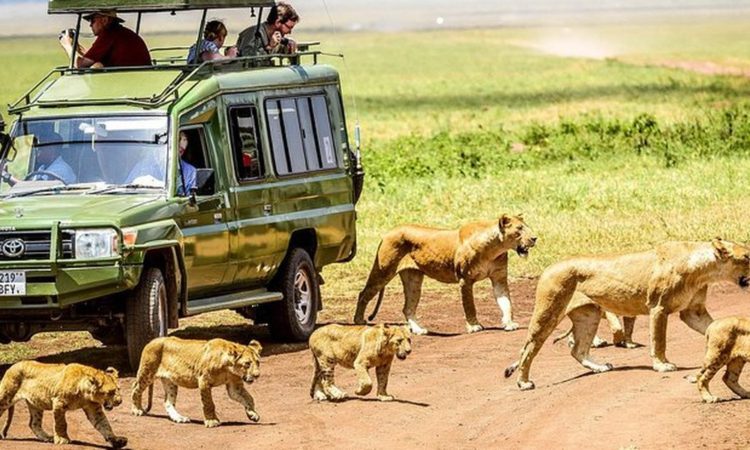  How do I get to Tanzania for a safari?