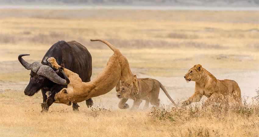 How far is the Ngorongoro Crater from the Serengeti?