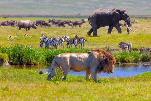 How far is the Serengeti from Ngorongoro Crater?