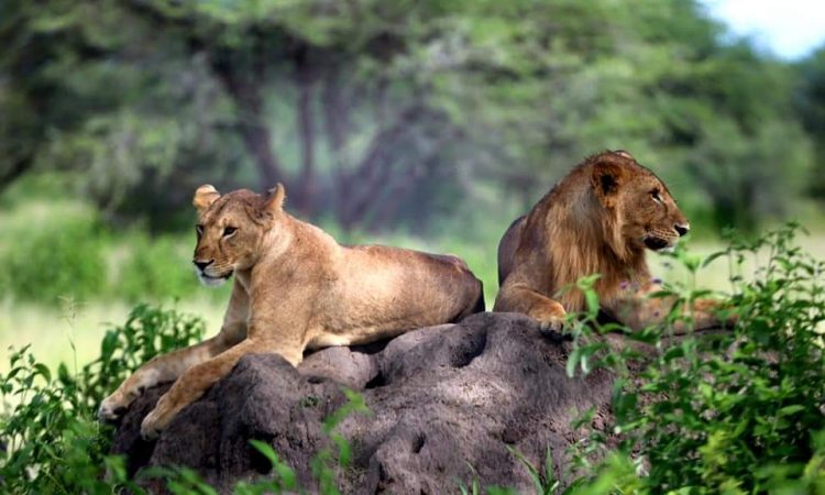 How many safari parks should I visit in Tanzania?