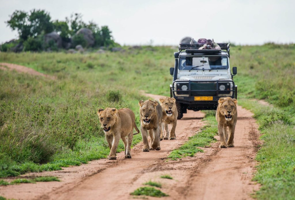 How much does a safari in Mikumi National Park cost?