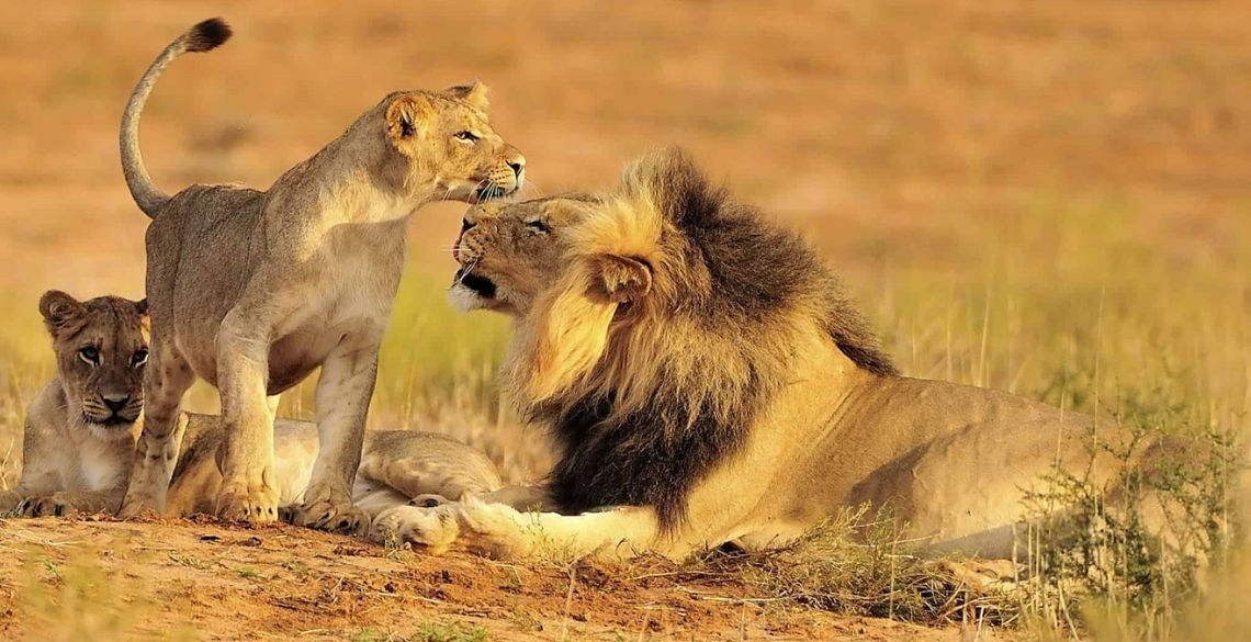 Is Mikumi National Park open all year round?