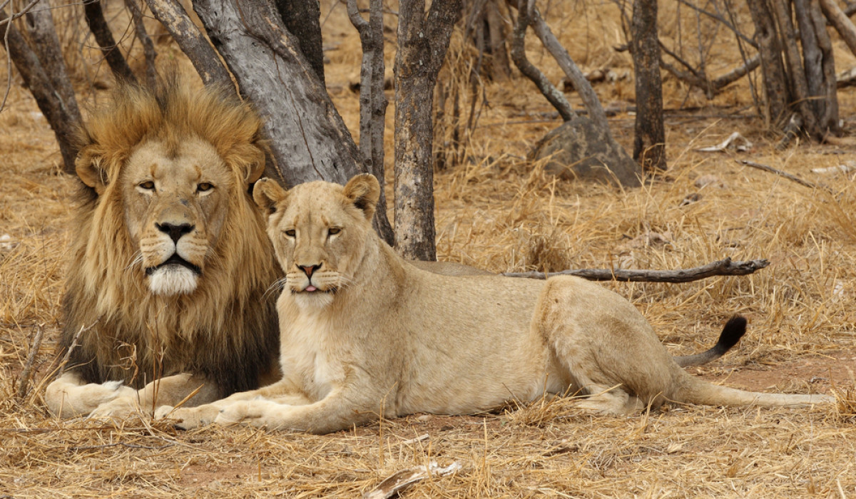 Is a Tanzania safari safe?