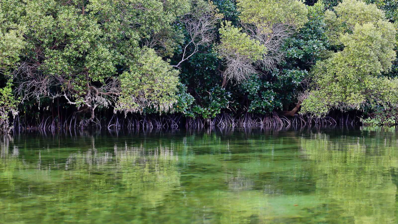 Kayaking adventures Mafia Island