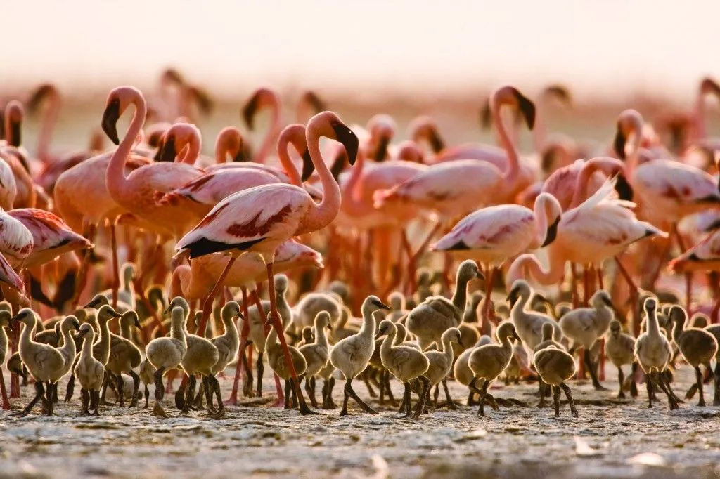 Lake Natron birdwatching tours