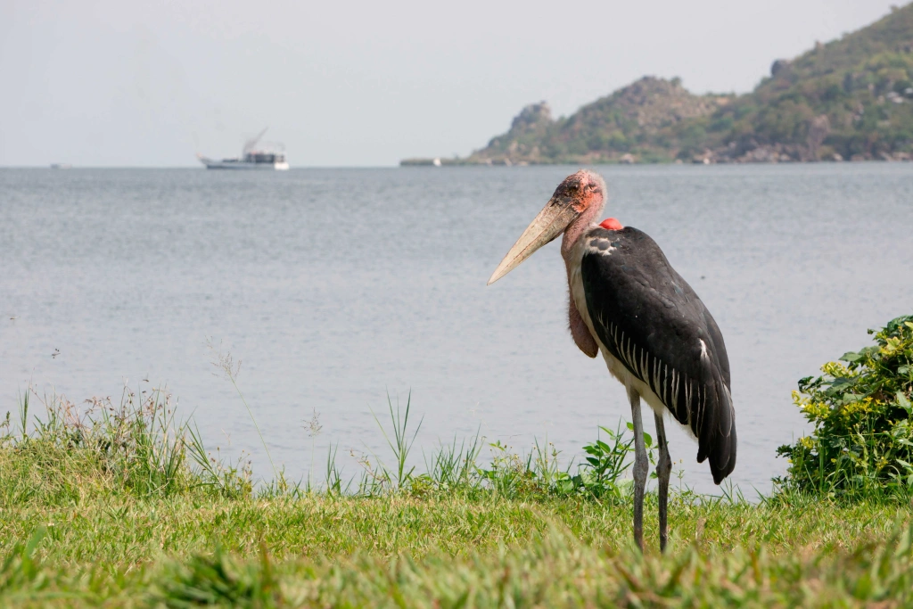 Lake Victoria Mwanza wildlife