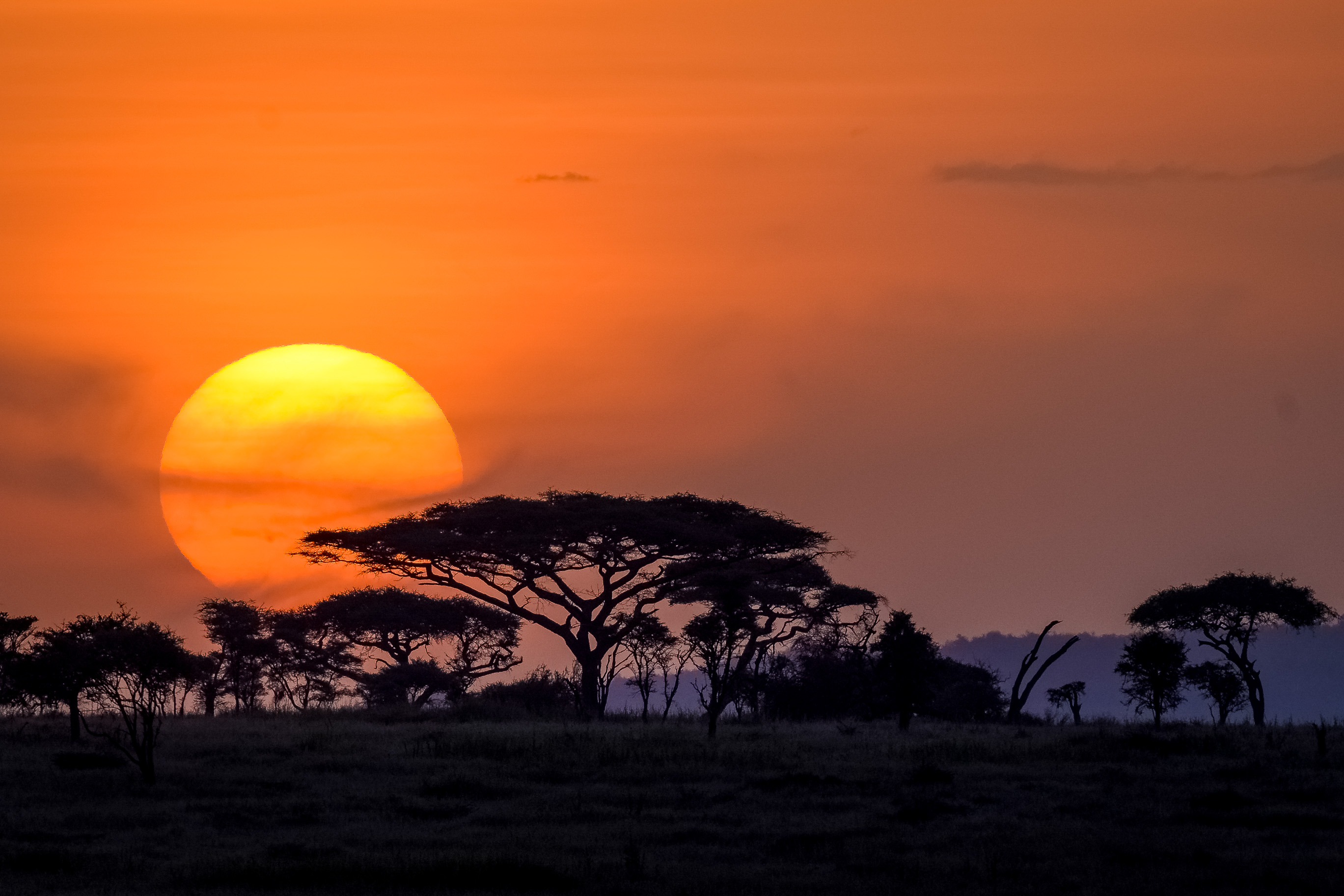 Last minutes: Tanzania Safari joins group sharing for 4 days