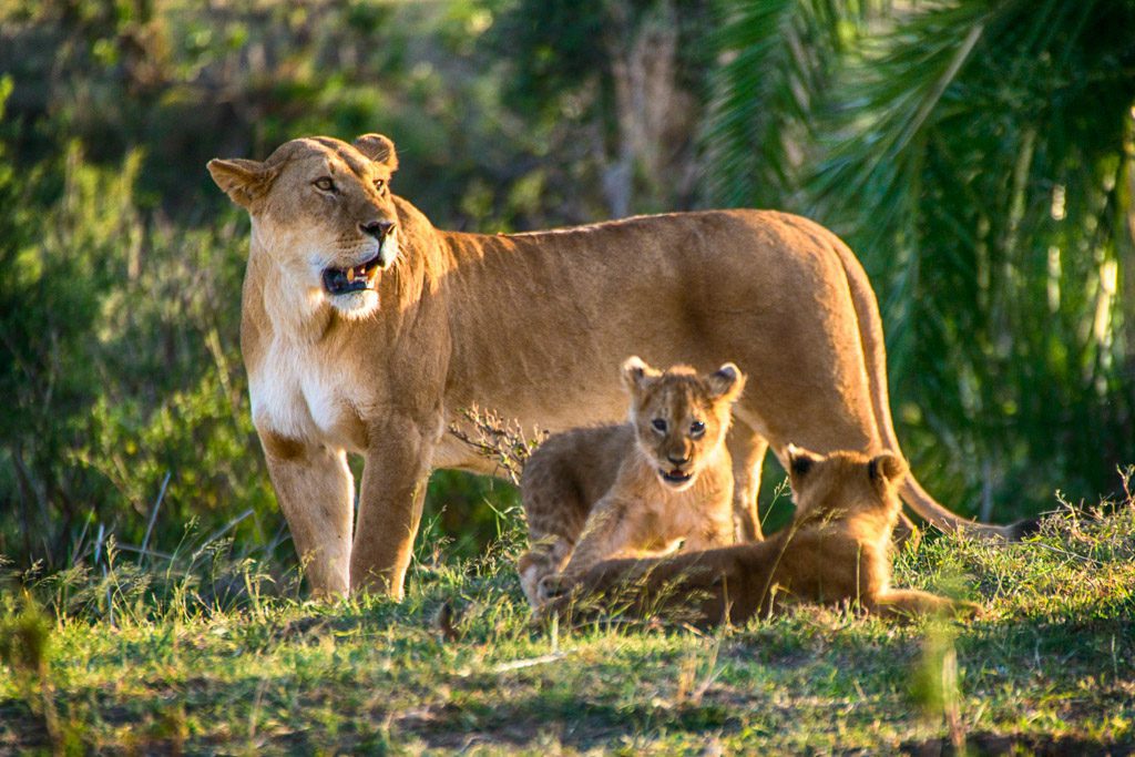 Maasai Mara game drives