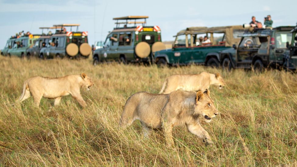 Maasai Mara group wildlife tours