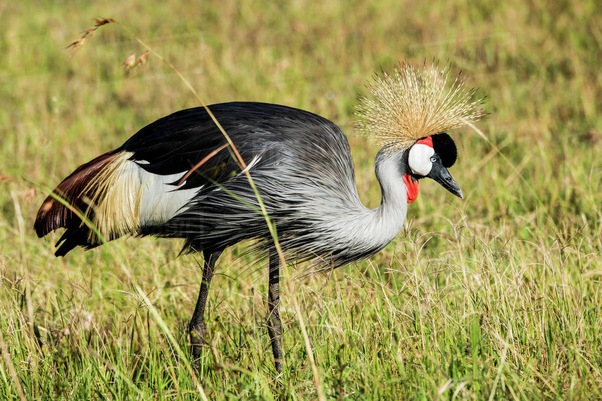 Maasai Mara photography safaris