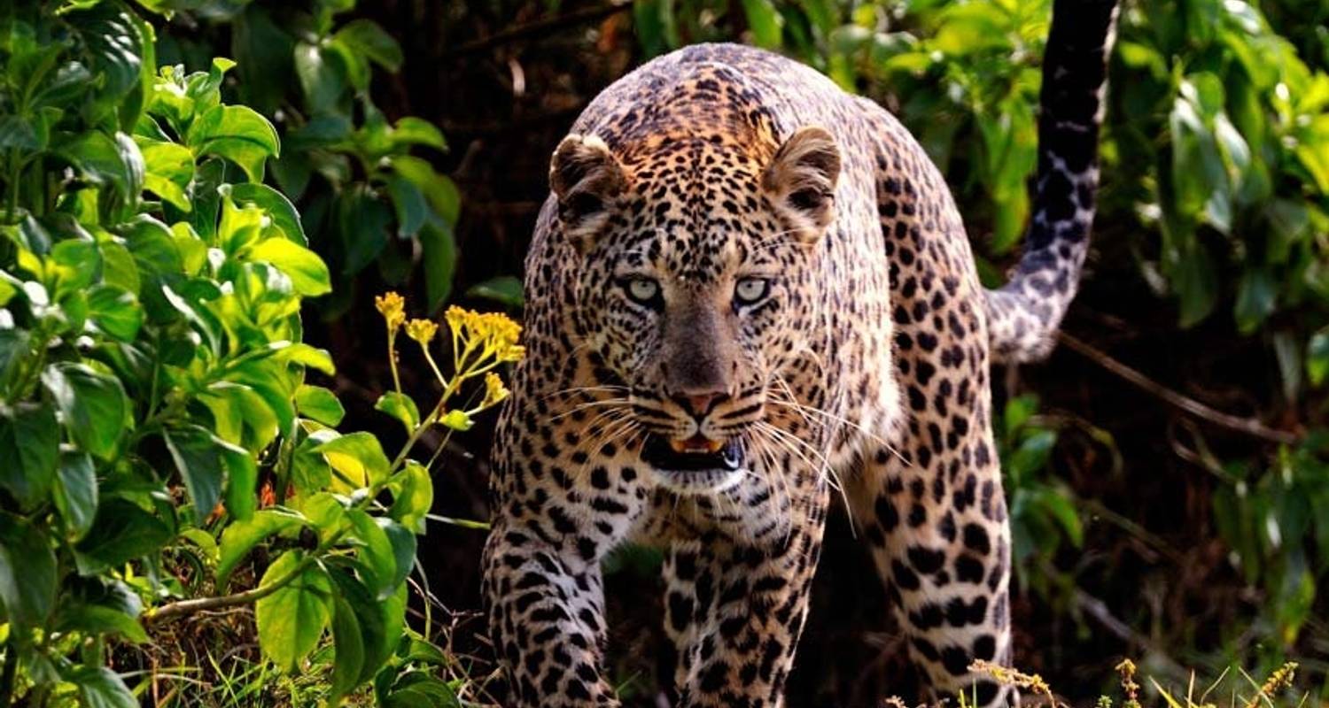 Maasai Mara rhinos safari