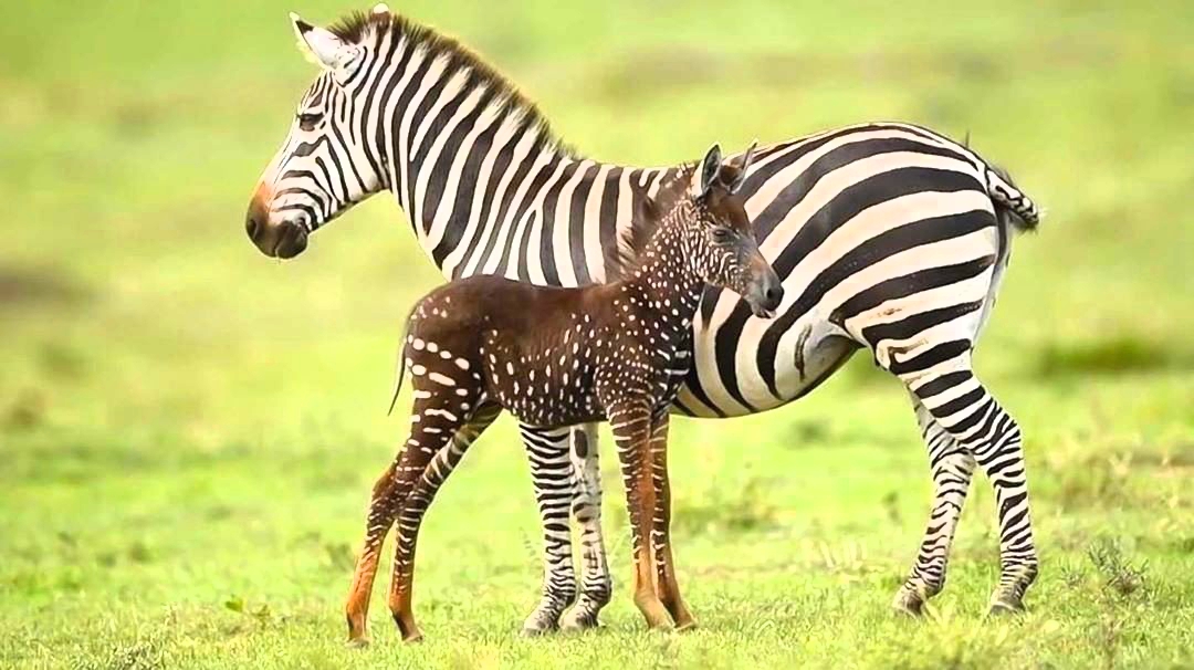 Maasai Mara safari for couples