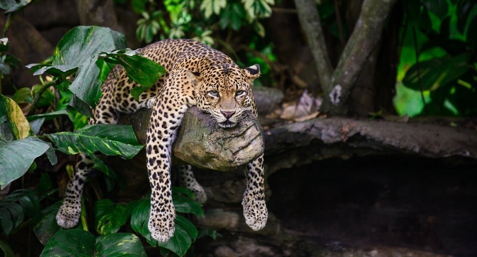 Maasai Mara safari lodge excursions