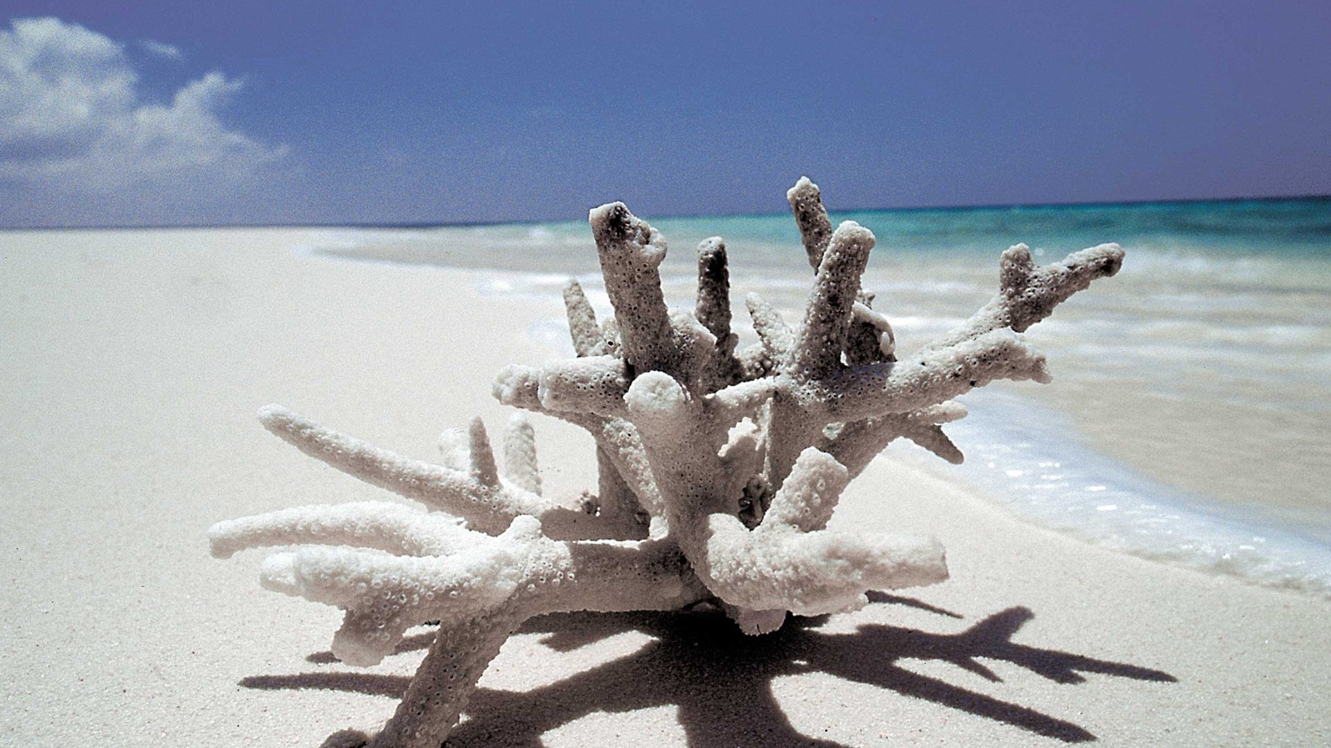 Mafia Island wildlife safaris