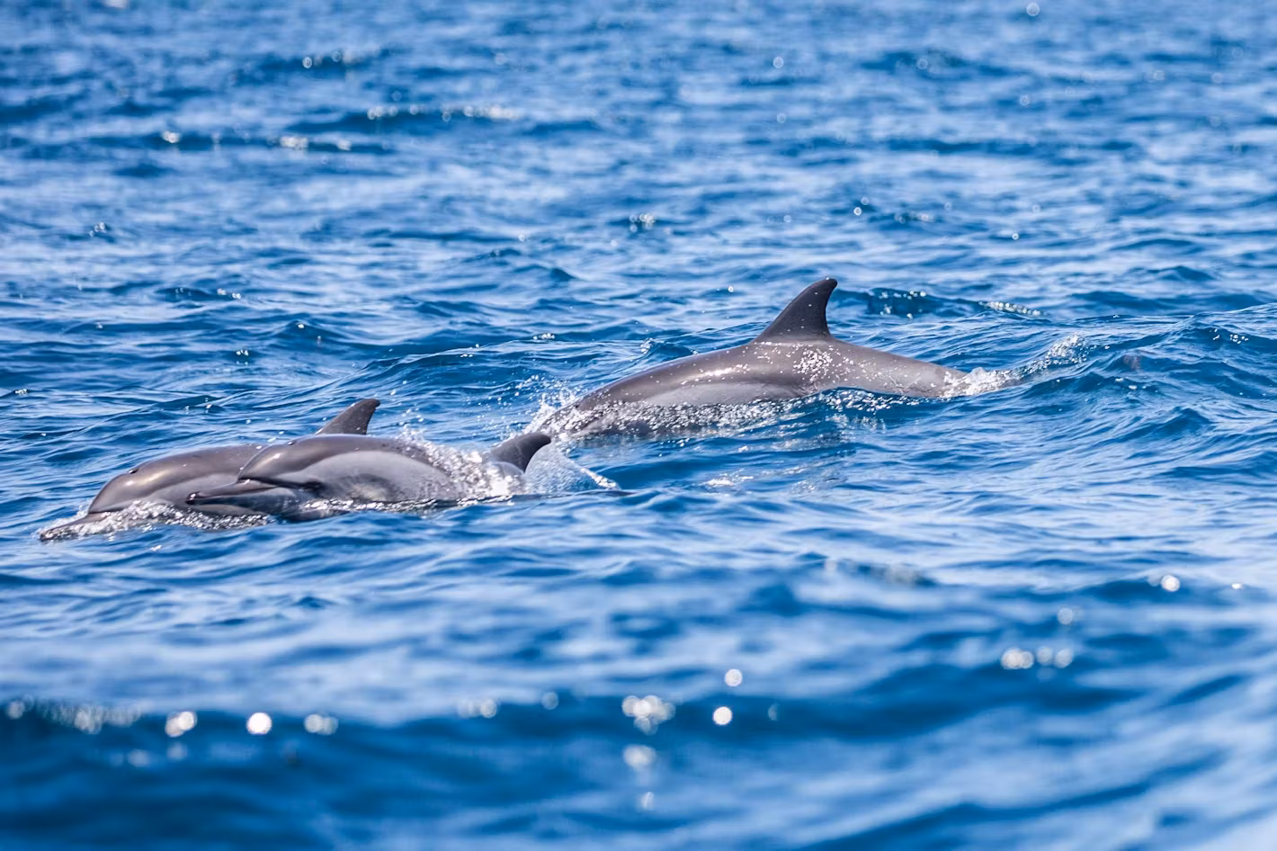 Marine safaris Mafia Island