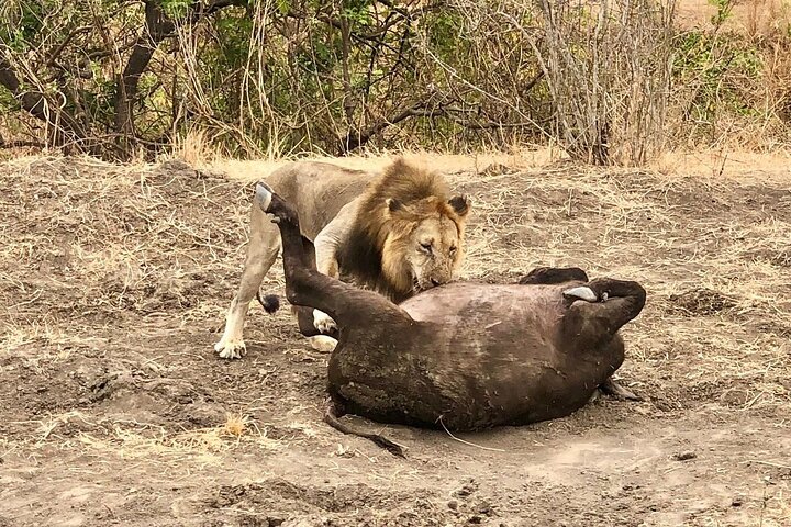 Mikumi National Park safari, Mikumi National Park Tanzania