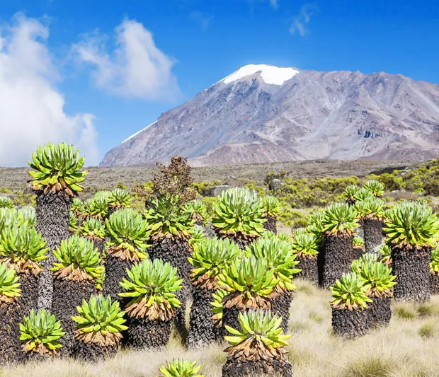 Mount Kilimanjaro adventure 2025, Customized Kilimanjaro tours