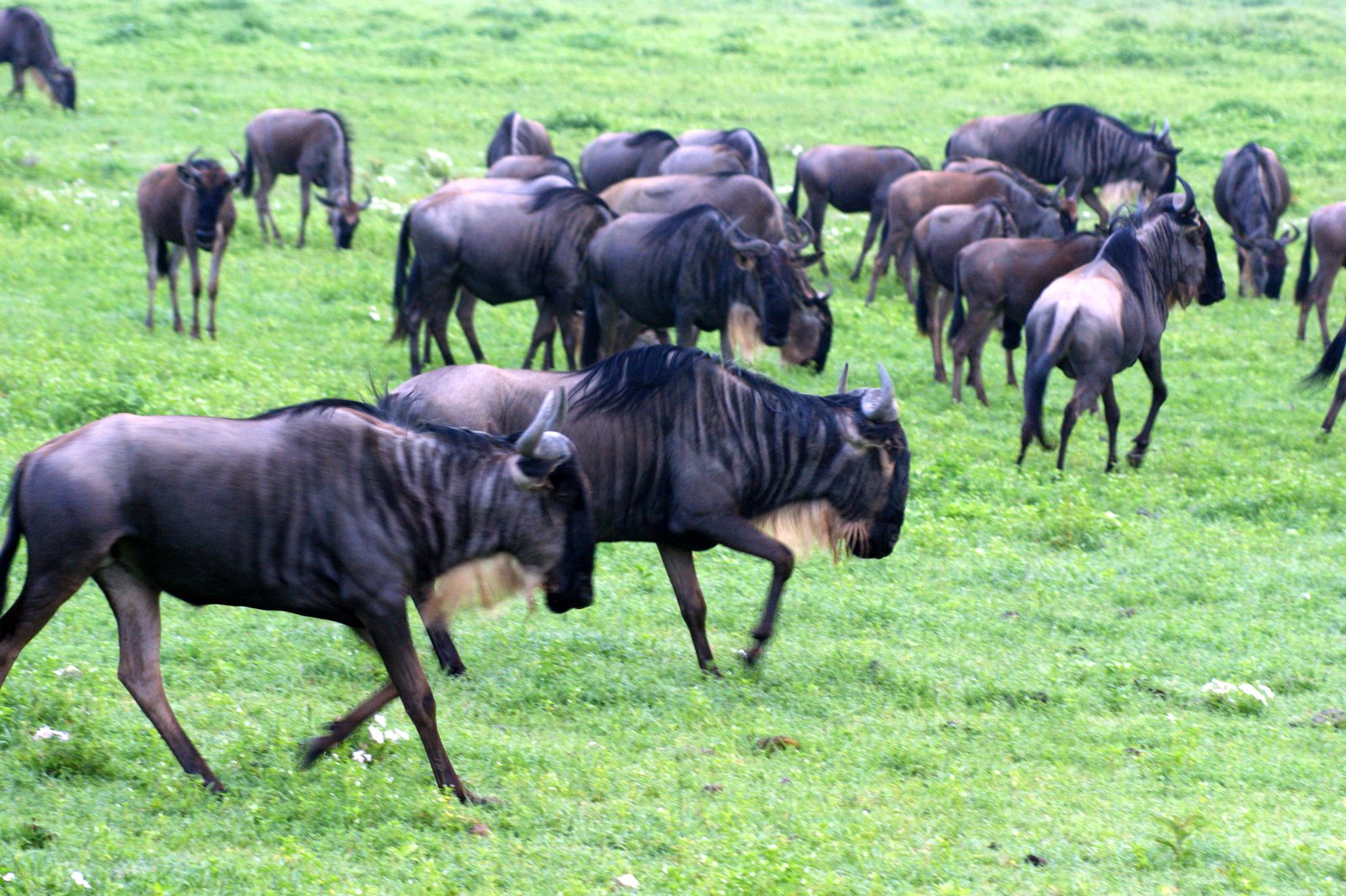 Ndutu Migration Safari Packages