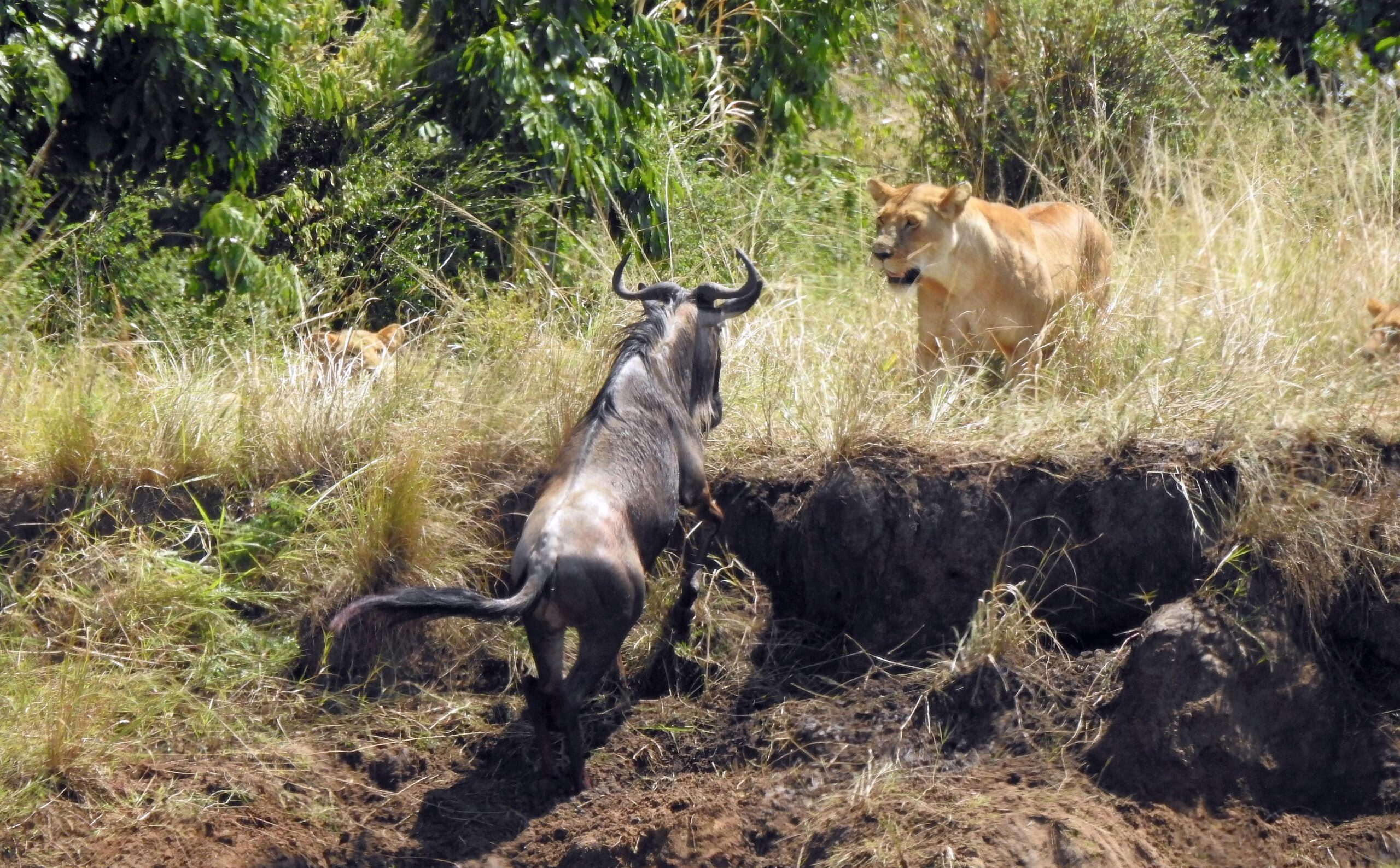 Ndutu Migration Safari 2025, 