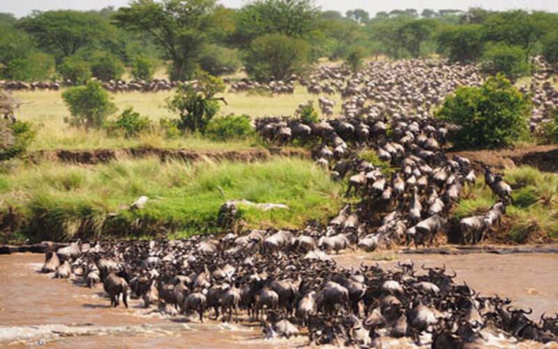 Ndutu Migration Safari Itinerary