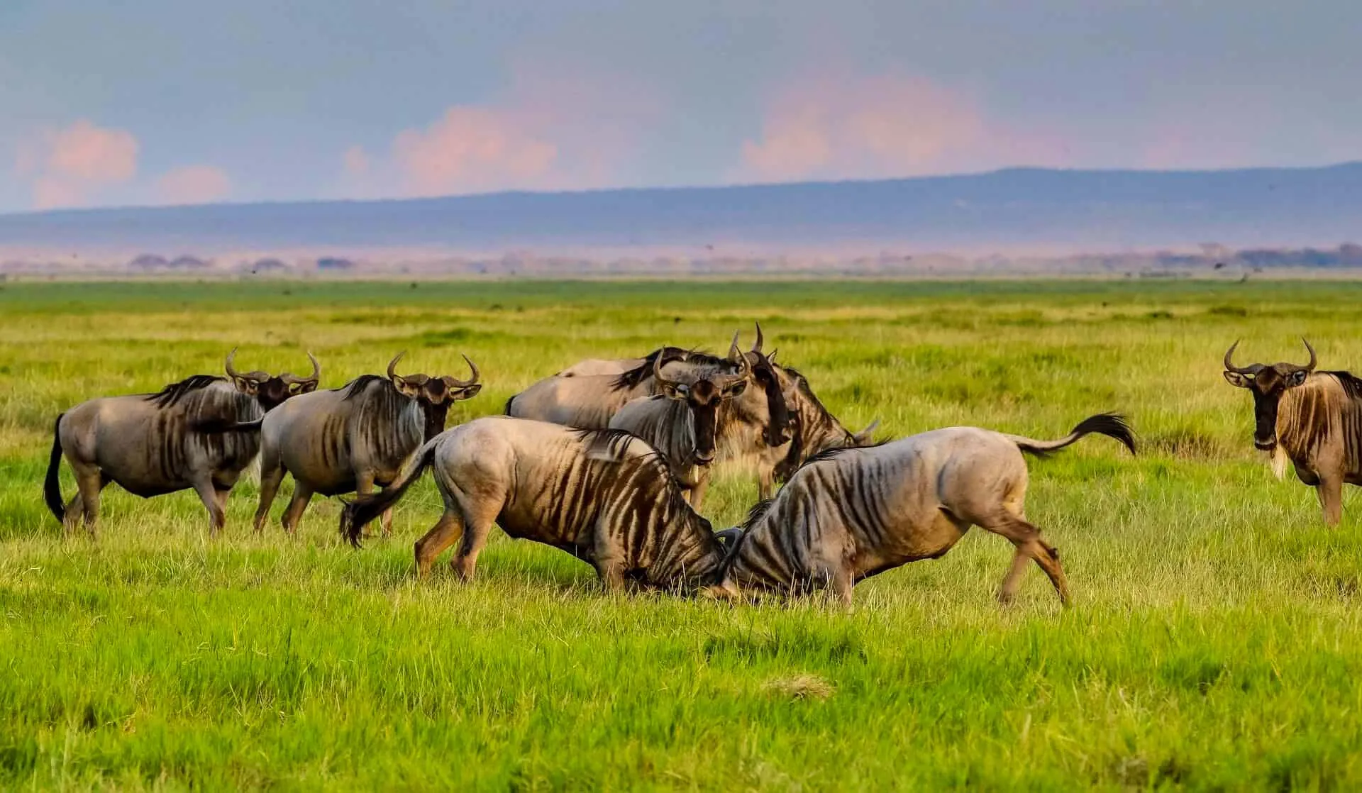 Ndutu Migration Safari Operators