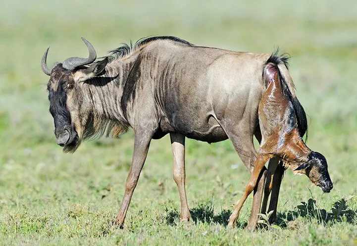 Ndutu Migration Safari Tours, Great Migration
