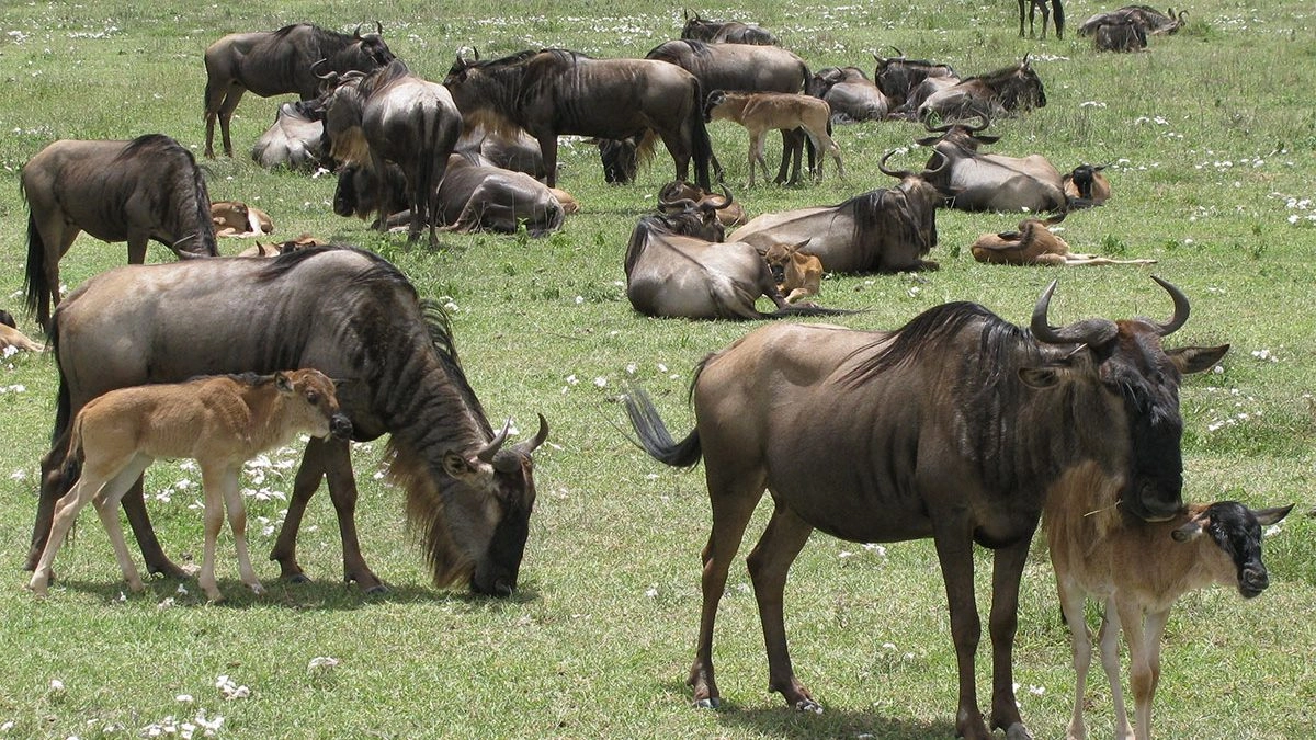 Ndutu Migration Safari cost, Ndutu safari pricing