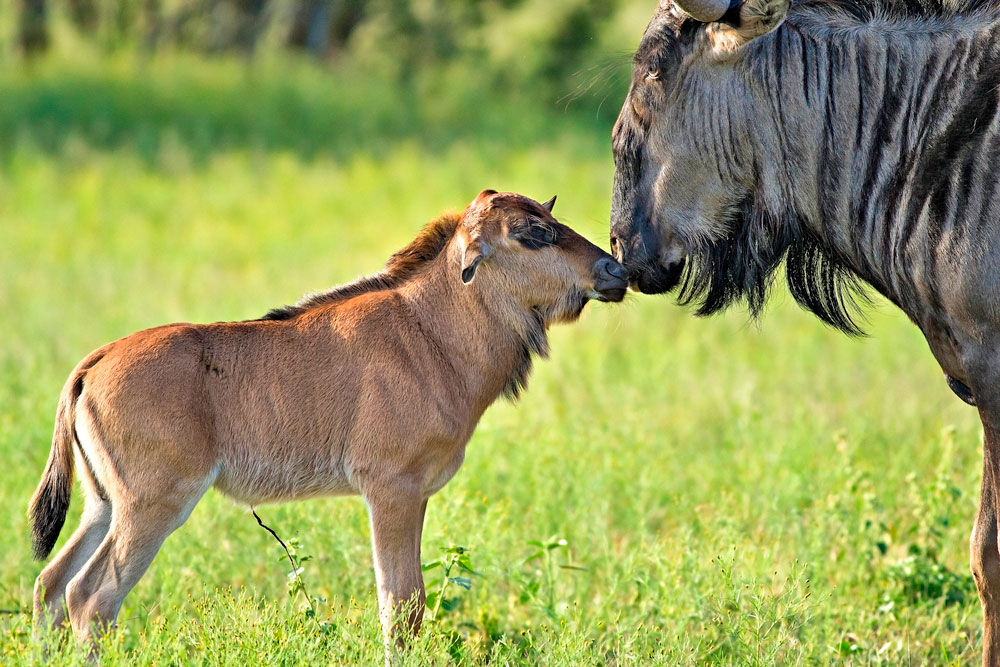 Ndutu Migration Safari highlights