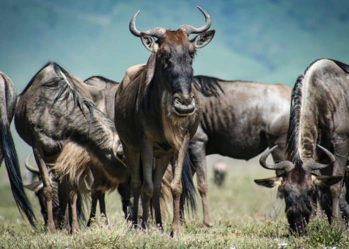 Ndutu Migration Tours, Great Migration