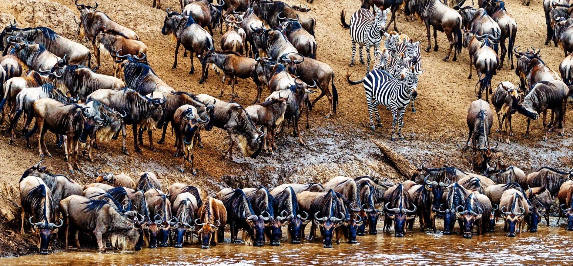 Ndutu Safari Deals, Wildlife encounters