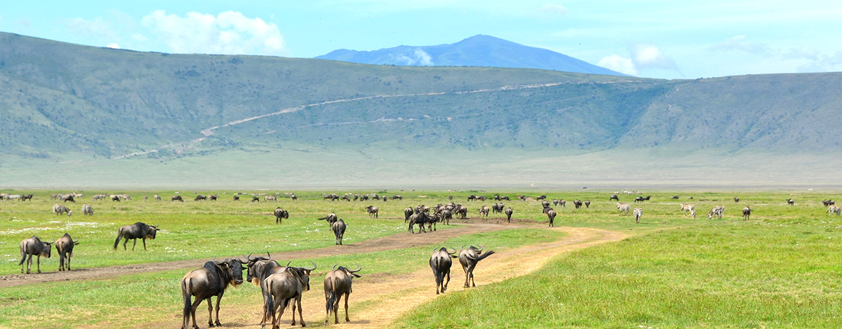 Ngorongoro Crater Tours, Tanzania crater tours