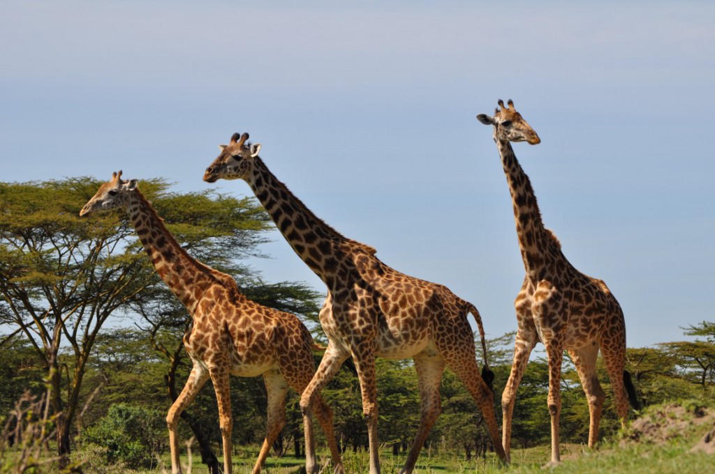 Private safaris in Dar es Salaam