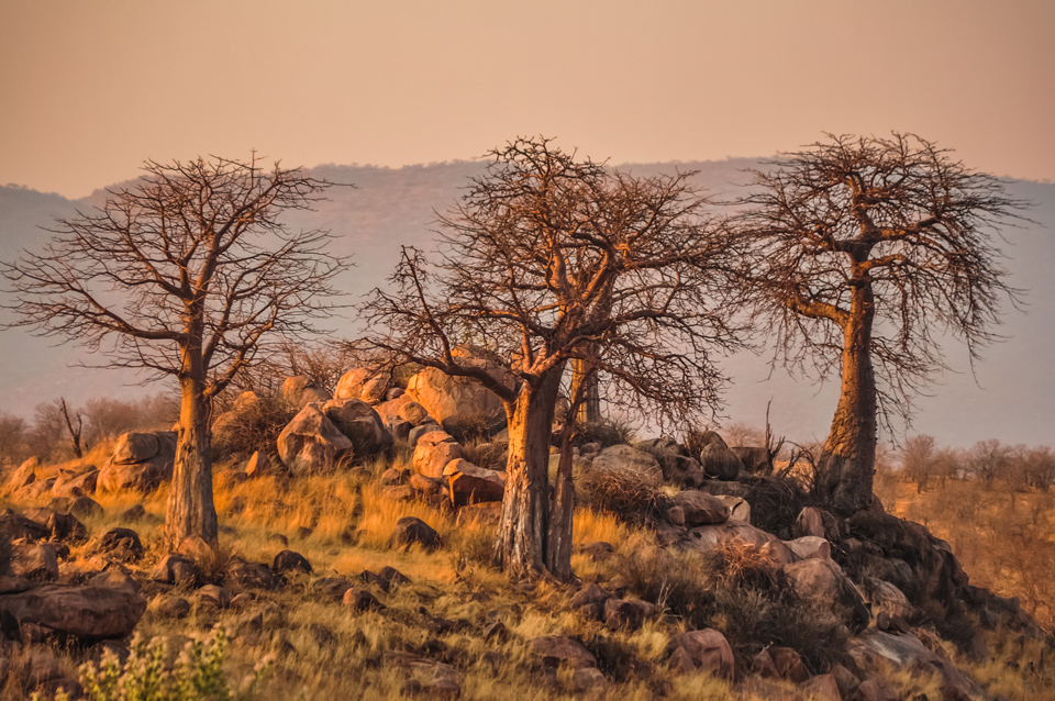 Ruaha National Park Safari, Ruaha wildlife