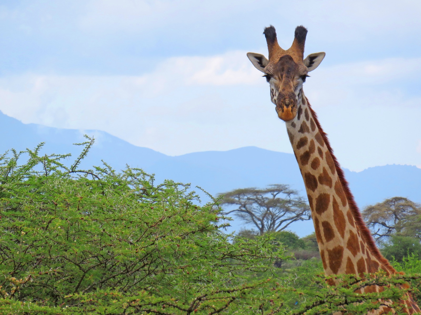 Safari Adventures in Southern Tanzania