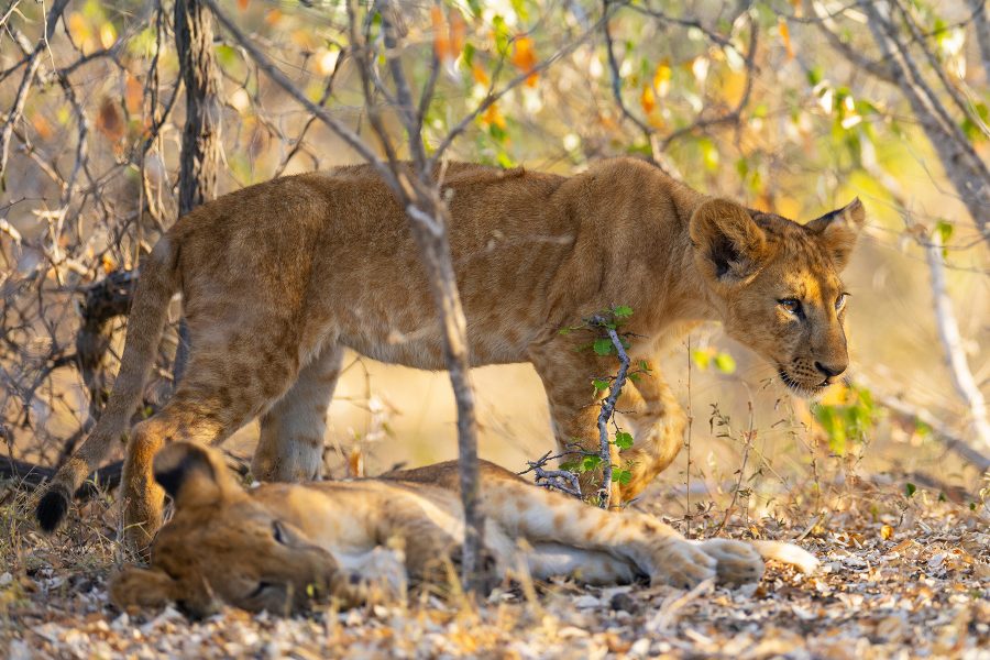 Safari in Nyerere National Park