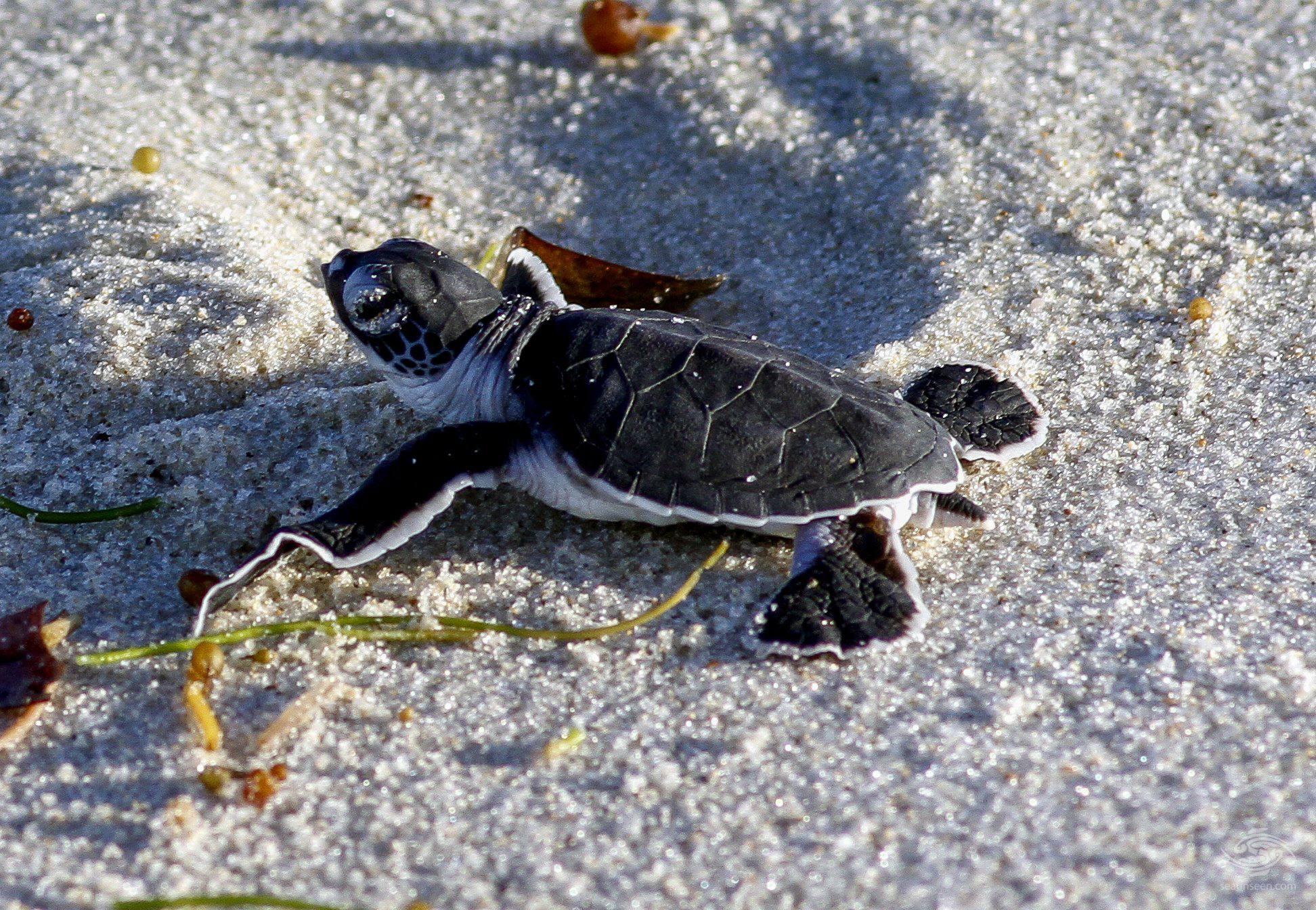 Scenic hikes Mafia Island