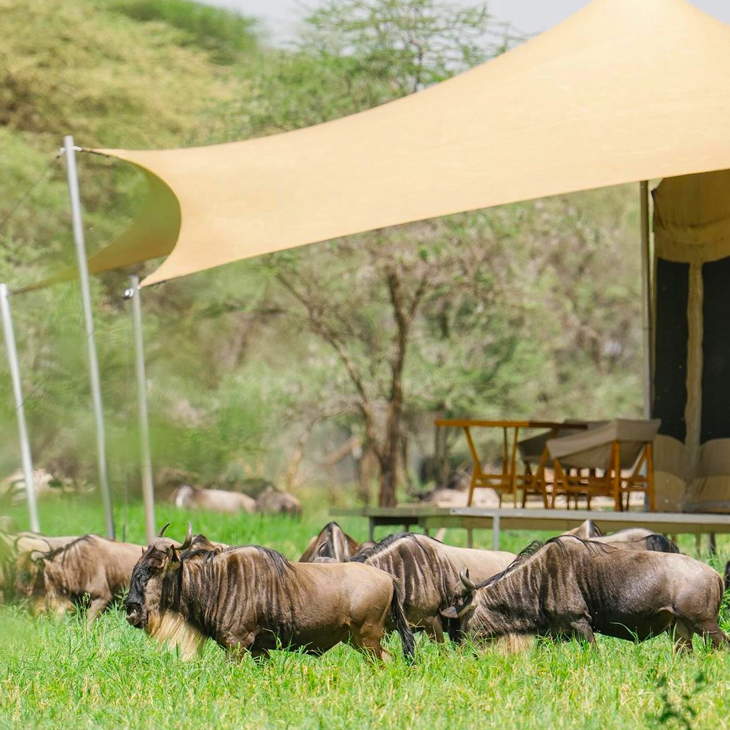 Serengeti Migration Safari Adventure 5 Tage Juli und Anfang Oktober