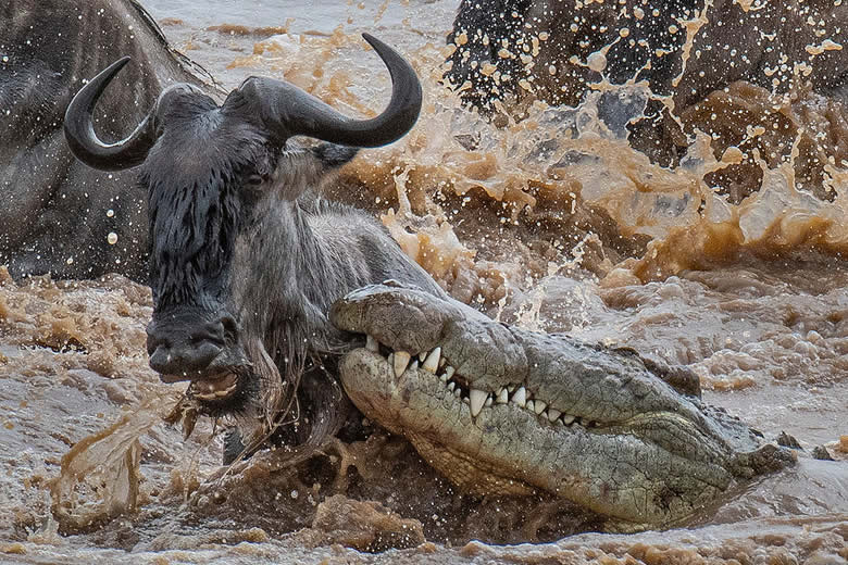  Serengeti River Migration Tour | Witness the Great Migration