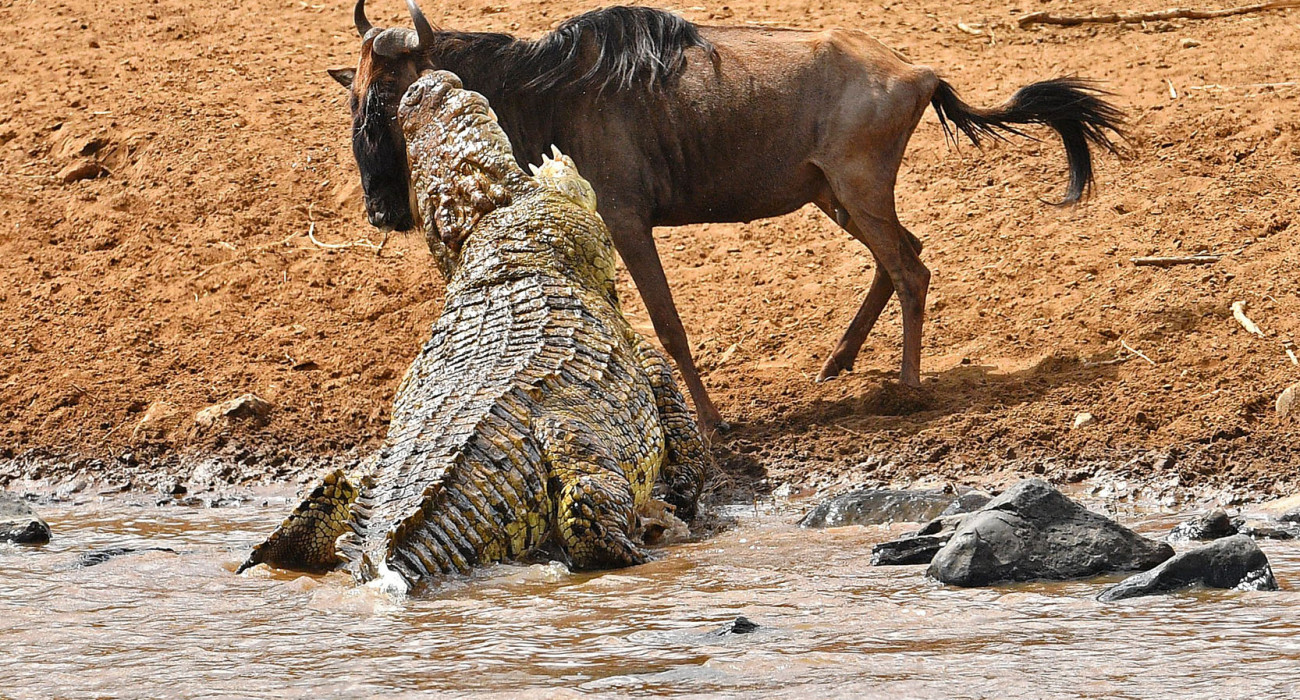 Serengeti River crossings