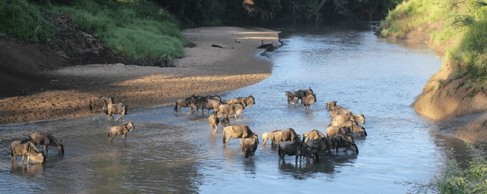 Serengeti River game viewing, Wildlife experience