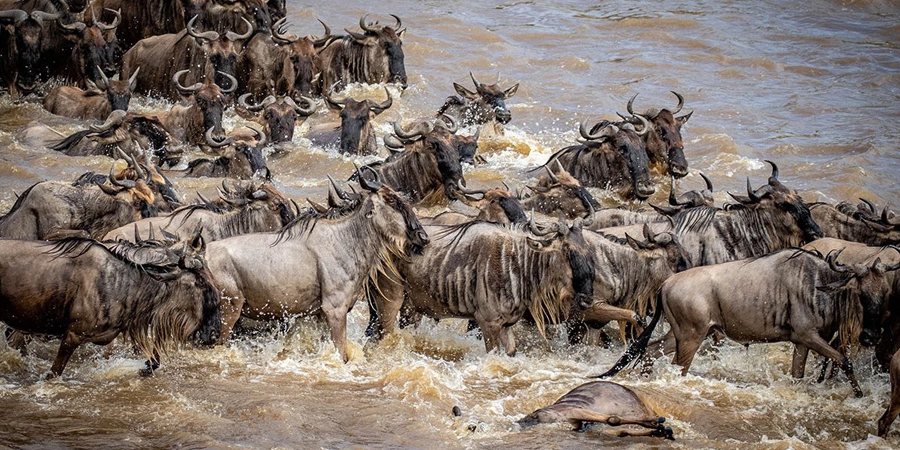 Serengeti Wildlife Adventures, Great Migration Serengeti