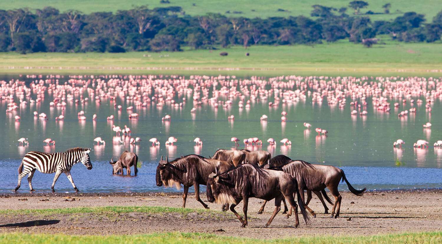 Serengeti and Ngorongoro safari tour