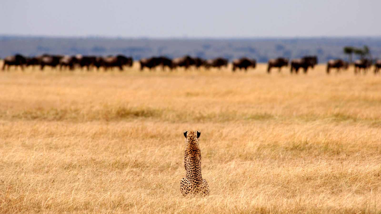 Small group safaris Tanzania July 2024