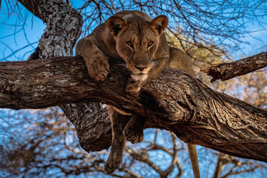 Tanzania safari package comparisons Cost