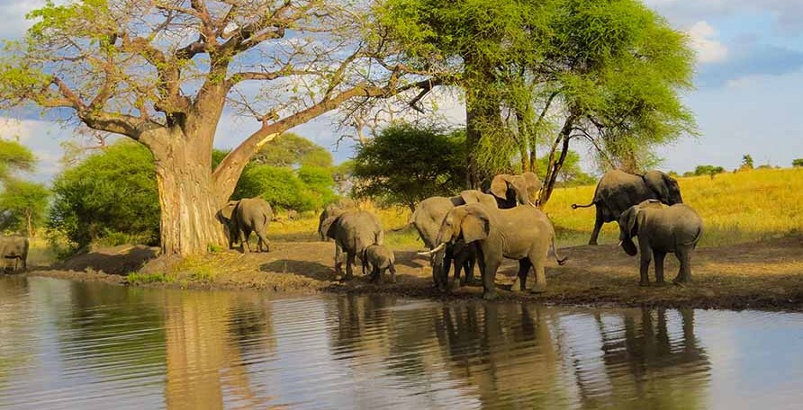 Tarangire National Park Safaris, Tarangire wildlife tours